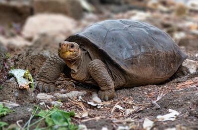 A tortoise of the Chelonoidis phantasticus species, which had been considered extinct more than a century ago, is seen in Santa Cruz, on the Galapagos Islands, Ecuador July 10, 2019. Picture taken July 10, 2019.  Courtesy Galapagos National Park/Handout via REUTERS ATTENTION EDITORS - THIS IMAGE HAS BEEN SUPPLIED BY A THIRD PARTY. NO RESALES. NO ARCHIVES