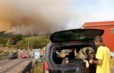 A local resident Eduardo Khoury, 46, with his dogs Calima and Pluton, prepares to evacuate as trees burn in a forest fire in La Esperanza on the island of Tenerife, Canary Islands, Spain August 17. Reuters