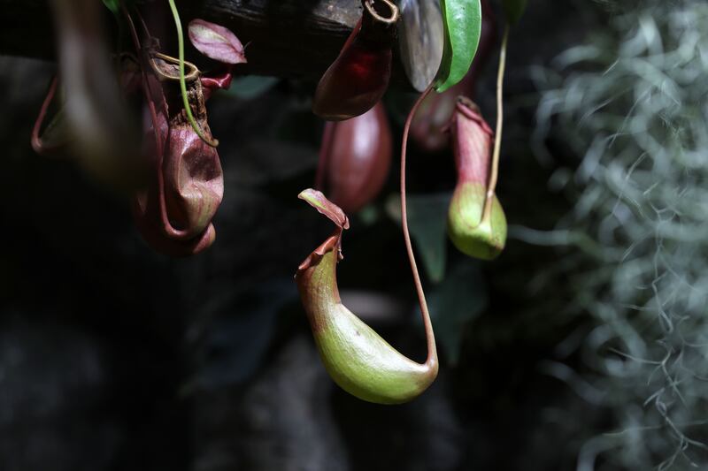 Carnivorous plants have adapted to thrive in areas where the soil is nutrient-deficient, so they resorted to trapping and killing prey