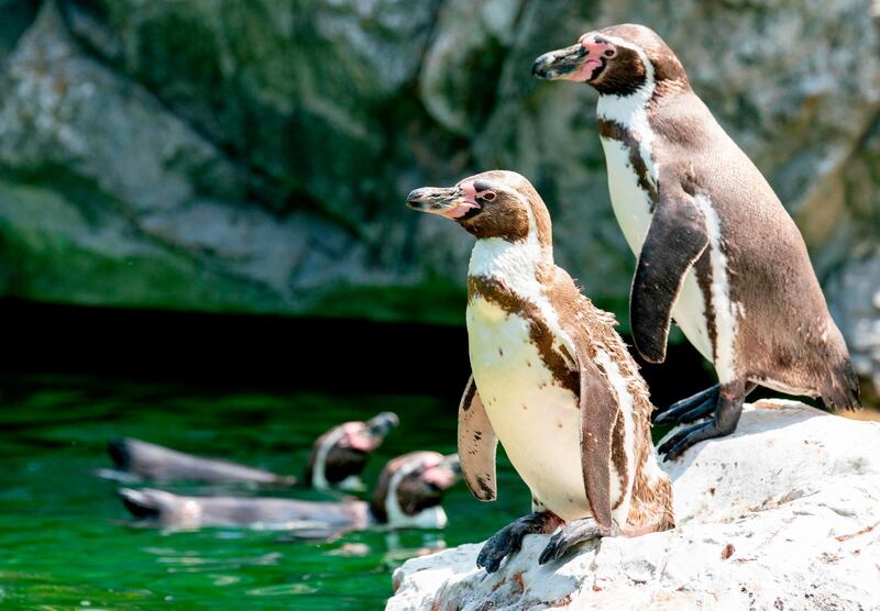 A picture taken  shows penguins drying in the sun at an enclosure at the Schoenbrunn zoo in Vienna Austria. AFP