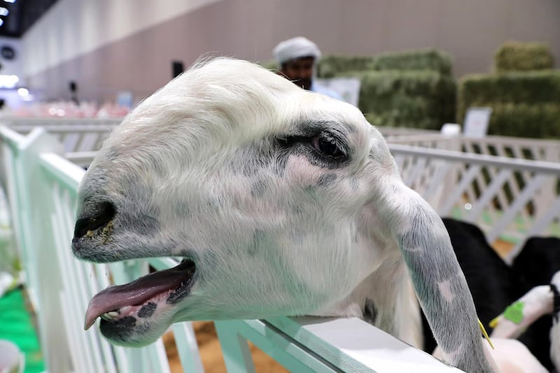 ABU DHABI ,  UNITED ARAB EMIRATES , SEPTEMBER 2 – 2019 :- Saudi Goat during the EuroTier Middle East animal farming exhibition held at ADNEC in Abu Dhabi. ( Pawan Singh / The National ) For News. Story by Daniel