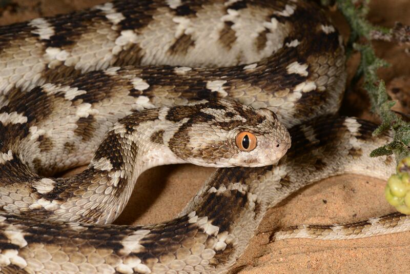 Sindh saw-scaled viper (Echis carinatus sochureki). Photo: Supplied by Johannes Els