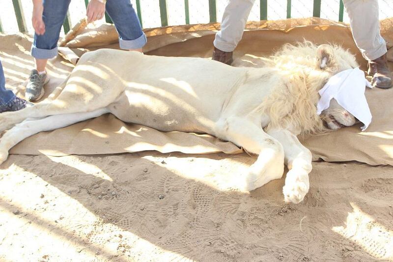 Fourteen exotic animals and distinctive birds are among dozen of creatures confiscated in raids from properties in Abu Dhabi. Courtesy Environment and Protected Areas Authority