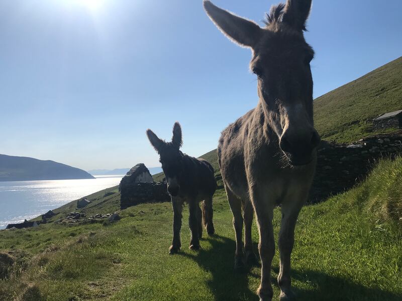 Many of the residents on the island today have four legs instead of two.