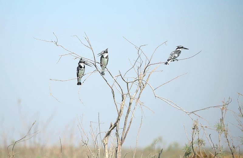 Pied Kingfisher birds rest on branches from trees extending from the marshes in Chibayish, Iraq, Saturday, May, 1, 2021. Deep within Iraq's celebrated marsh lands, conservationists are sounding alarm bells and issuing a stark warning: Without quick action, the UNESCO protected site could all but wither away. (AP Photo/Anmar Khalil)