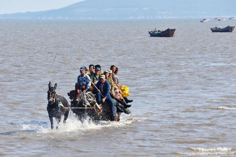 Beachcombers ride on a donkey-pulled cart during their search for seashells that have washed in with the tide, in Huludao, Liaoning province, China. Reuters