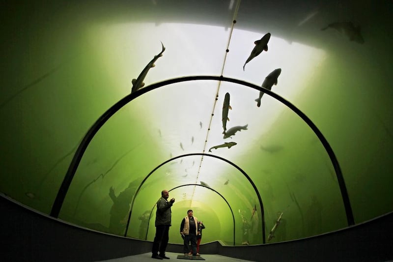 Visitors look at the fish through a tunnel in a lake in Madra, 70km southeast from Brno, Czech Republic. Radek Mica / AFP Photo

