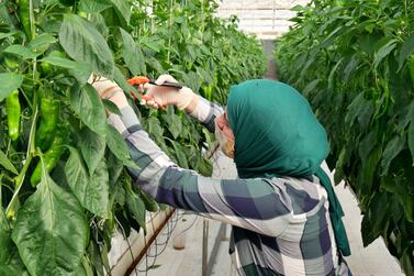 A trainee picks peppers grown in a greenhouse at the Sahara Forest Project in Aqaba, southern Jordan. Charlie Faulkner for The National