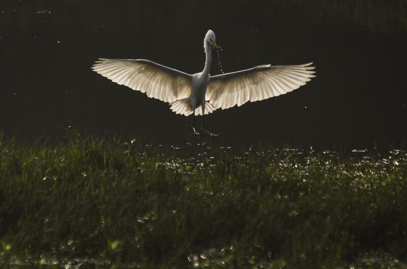 An Egret hunts for fish, at the Pallikaranai marshland, in Chennai, India. EPA