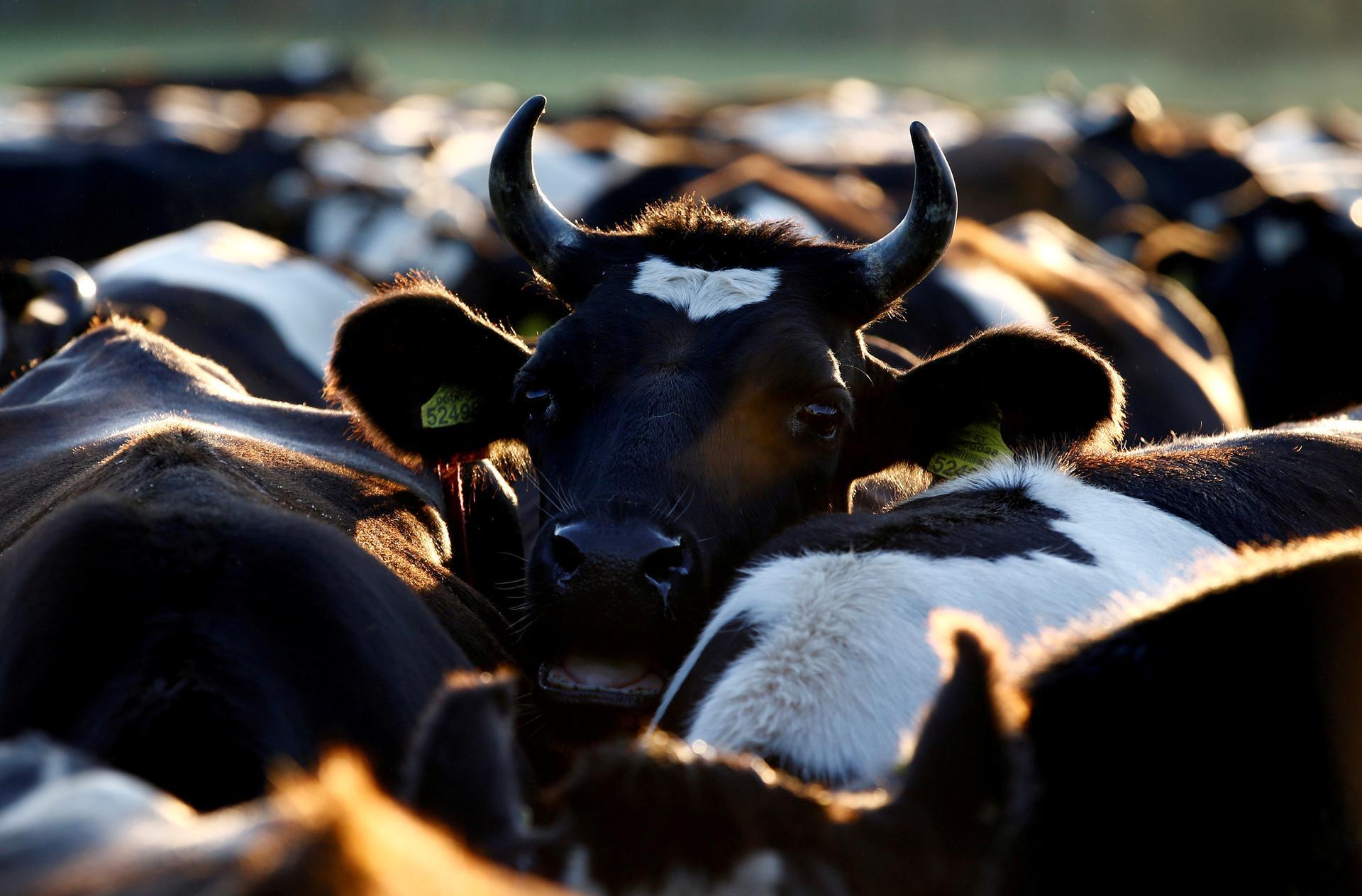 A no-deal Brexit could lead to thousands of cows being culled in Northern Ireland. Reuters