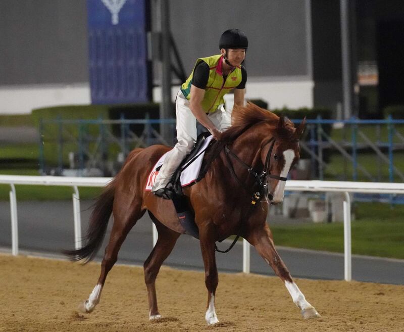 Mandatory Credit: Photo by Andy Watts/racingfotos.com/REX/Shutterstock (10168718h)
DUBAI WORLD CUP 2019. Wednesday morning track work. Dubai World Cup contender K T Brave.
Horse Racing - 27 Mar 2019