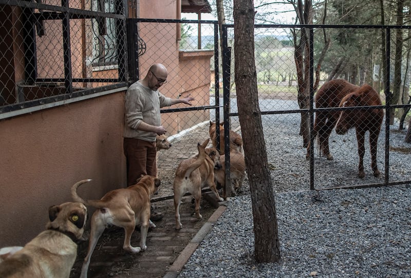Mr Akkok took in only dogs initially, but then the number of animals he helped began to increase steadily. EPA 