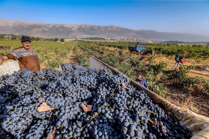 Lebanese and Syrian laborers harvest wine grapes at a vineyard of Chateau Kefraya winery near Kefraya village, in the Western Beqaa District of the Beqaa Governorate, Lebanon. EPA
