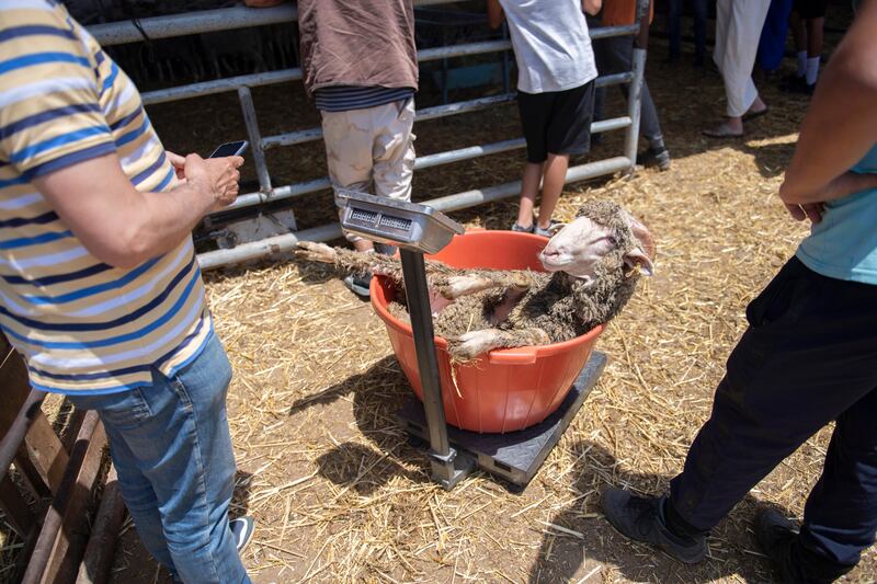 A sheep imported from Spain is weighed in Skhirat, Morocco. EPA 