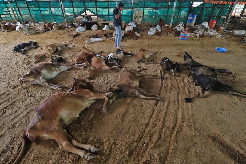 Cows killed by lumpy skin disease in Jaipur. AP