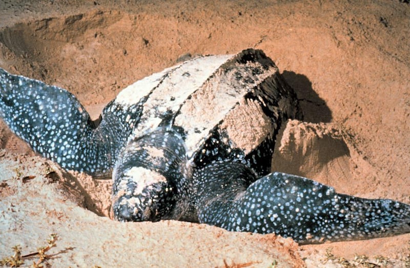 Watching turtles laying eggs, Grenada - Leatherback turtles regularly come back to the same beach where they were born to give birth - usually between April and July. It’s possible to stand in Levera Beach at night and watch the whole process by torchlight. AP Photo