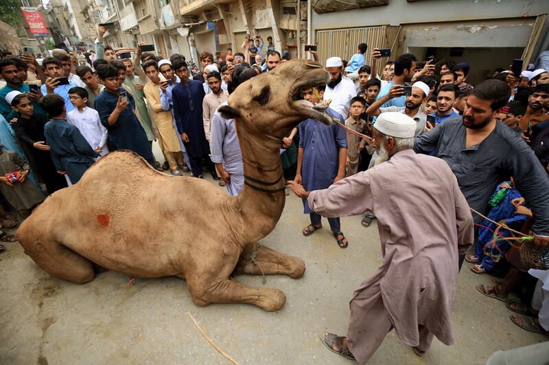 Pakistani butchers prepare to sacrifice a camel in Peshawar. EPA