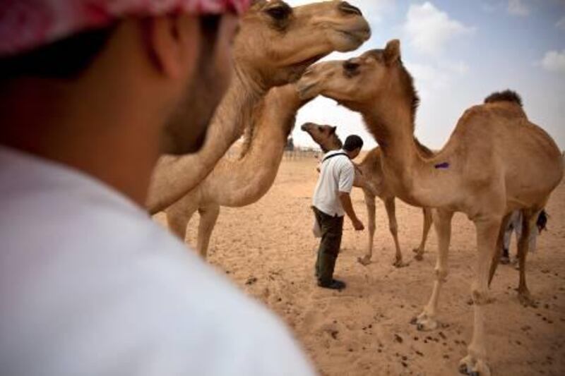 The Abu Dhabi Food Control Authority contractor Mohamed Saffareri (cq) from the Agriconsulting Europe, tags a milk camel on a farm near the town Sweihan on Wednesday, March 2, 2011. The farm's owner, Sultan Meheri, at first refused his camels being tagged but later changed his mind as he would lose the government's farming subsidies.  Tagging the animals with microchips is a part of the UAE government's effort to bring about a greater transparency in food safety. The first leg of the program aims to identify this way all of the current sheep and goats above the age of 1 month and for camels and cattle about 2 weeks. In the second wave of the program, all of the newborn animals will begin receiving tags as well. The contractors have tagged about 1,9 million animals so far with about 200,000 remaining to finish within the next month or so. (Silvia R‡zgov‡ / The National)

