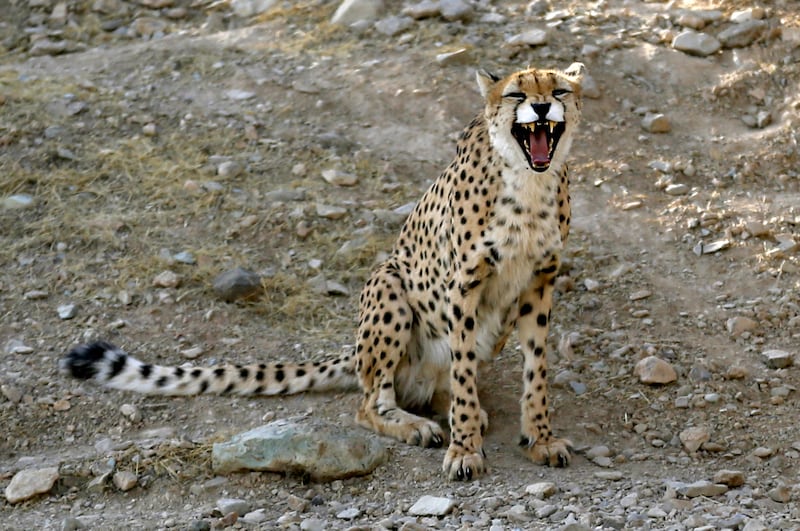 A male Asiatic cheetah in an enclosure in Tehran. AFP