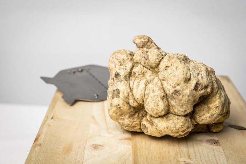 The truffle weights 580 grams. Courtesy Roberto’s Abu Dhabi