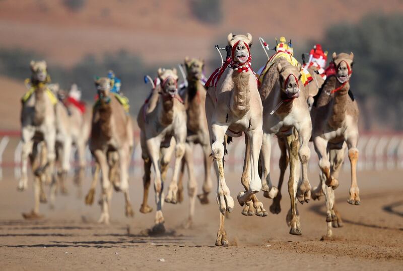 Robotic jockeys control camels during a race at Al Sawan Race Track in Ras Al Khaimah, United Arab Emirates.  Francois Nel / Getty Images
