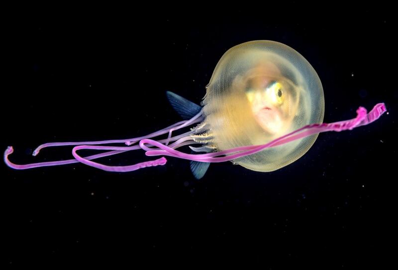 'Jelly Baby' by Fabien Michenet, from France. Highly Commended in the Under Water category. A juvenile jackfish peers out from inside a small jellyfish off the coast of Tahiti in French Polynesia. With nowhere to hide in the open ocean, it has adopted the jelly as an overnight travelling shelter, slipping under the umbrella. Courtesy Fabien Michenet / Wildlife Photographer of the Year