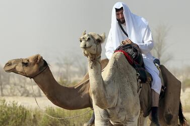 Mike Metzger has completed a 170km trek from Abu Dhabi to Al Ain, despite the reluctance of his camels. Satish Kumar for The National    