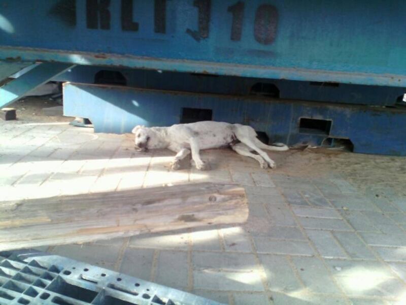 One of the refuge's dogs was shot dead in the raid. Two others suffered injuries but survived. Animal Welfare Project UAQ