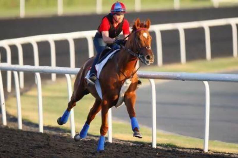 Animal Kingdom is seen during morning gallops at Meydan Racecourse in Dubai on March 23. The Dubai World Cup winner is now in England and has been entered to run at Royal Ascot.