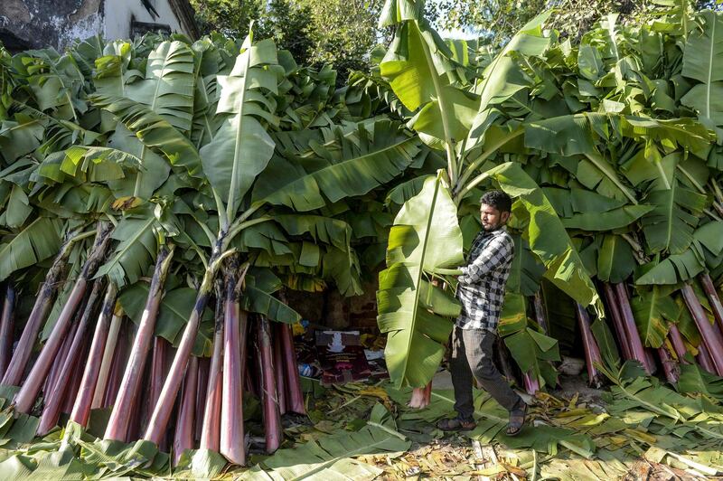 A vendor arranges banana leaves used for decorations on people's houses at a market during Diwali, the Hindu festival of lights, in Hyderabad on November 14, 2020. / AFP / NOAH SEELAM
