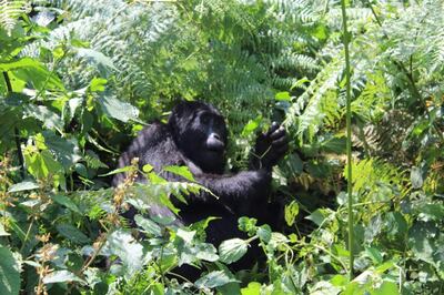 Gorillas in Uganda are a major attraction for wildlife tourism in the country as it recovers post pandemic.