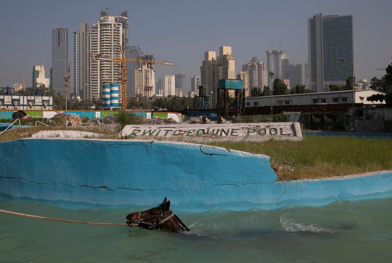 A groom leads his horse in the equine pool during a training session for the upcoming Derby race in Mumbai, India. Reuters
