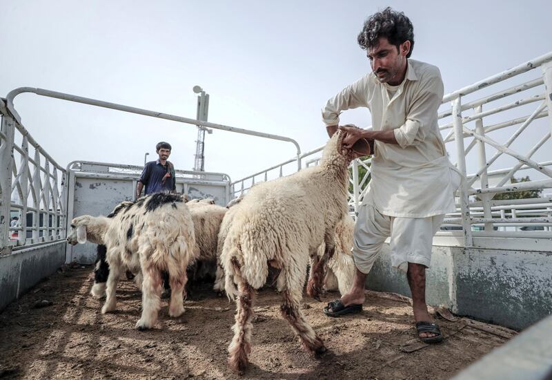 Abu Dhabi, United Arab Emirates, August 11, 2019.   Eid Al Adha at the Mina Livestock Market and Abattoir.--
Victor Besa/The National
Section:  NA
Reporter: John Dennehy