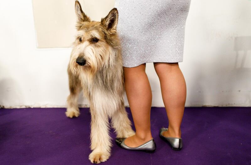 A Berger Picard stands with its handler during the 2019 Westminster Kennel Club Dog Show in New York. Photo: EPA