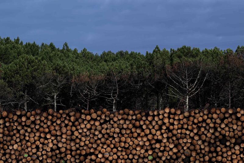 Piled logs from a forest hit by recent wildfires, near La Teste-de-Buch, south-western France. AFP