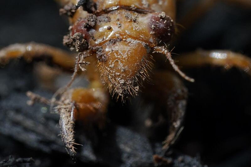 A dirt covered cicada nymph is seen.  AP Photo