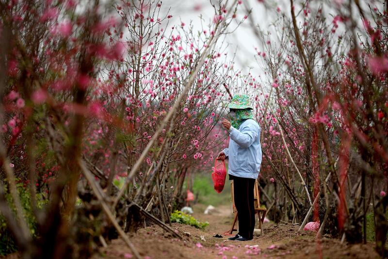 A woman tends to peach blossom orchard in a garden in Hanoi, Vietnam. Luong Thai Linh / EPA