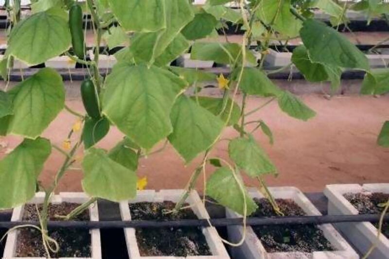 These hydroponic cucumbers are grown using ground water desalinated using a reverse osmosis plant.