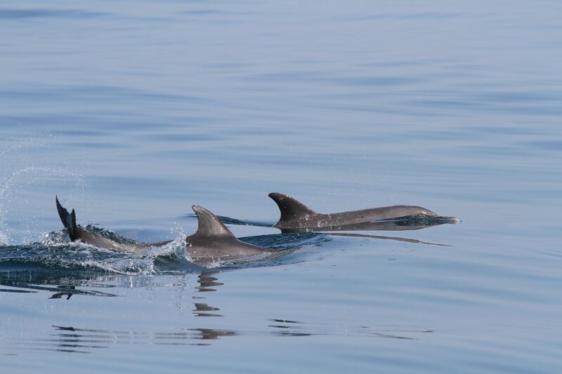 A group of Indo-Pacific bottlenose dolphins. This species is generally recorded in groups of numerous individuals sometimes up to 50 individuals. Slapping the tail is possibly used as a signal to other members of the group or individuals further away