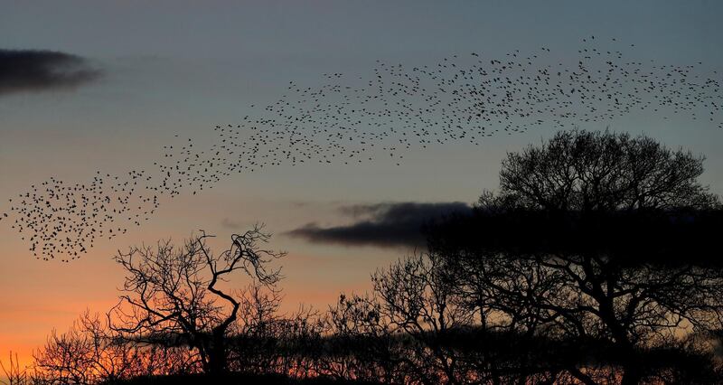 Starlings form a murmuration at sunset in Newton Aycliffe, County Durham, England. Reuters