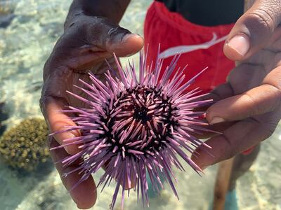 A morning reef walk yields impressive marine life-spotting opportunities. The Zanzibar Collection