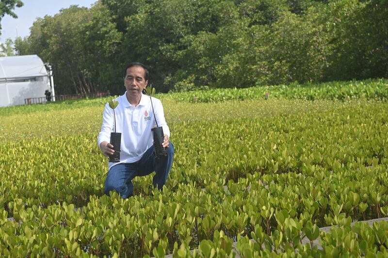 Indonesian President Joko Widodo with a mangrove sapling at the forest park. Reuters