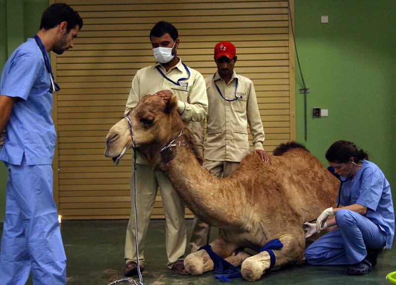 A camel receives an injection before a foot surgery at the Dubai Camel Hospital in Dubai. Satish Kumar / Reuters