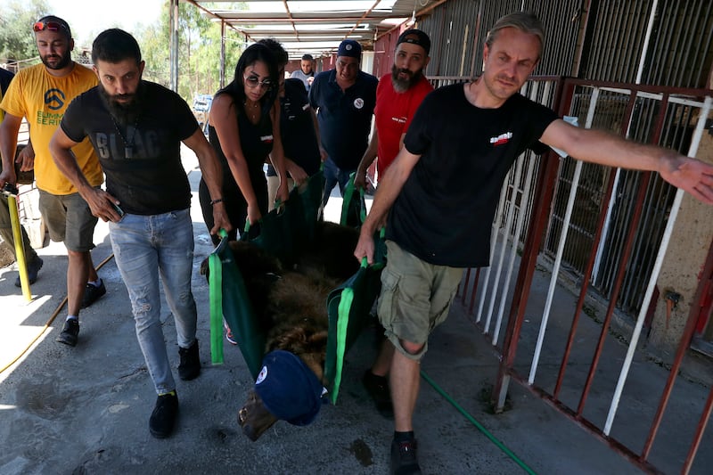 Jason Mier, director of Animals Lebanon, right, and others carry a Syrian brown bear in Tyre, Lebanon. Animals Lebanon said that two bears, including this one, which had been held in small cement cages for more than a decade were to be flown to the US, where they will be released into the wild.