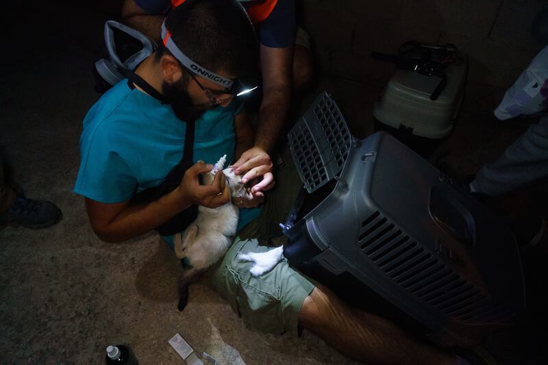 Orkun treats a kitten found with a badly infected eye, in Gundogmus, Antalya.