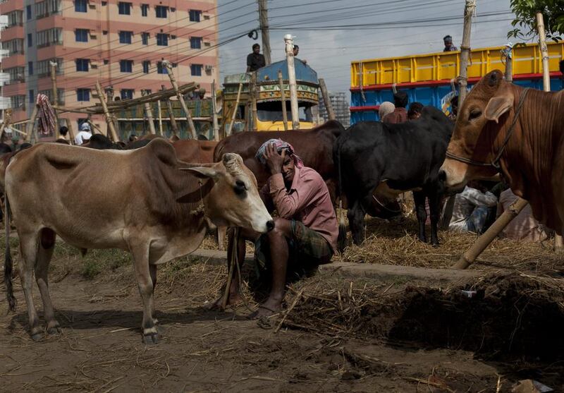 A cattle market in Dhaka, Bangladesh. Eid Al Adha, also known as the Feast of the Sacrifice, is one of the most significant Muslim festivals.