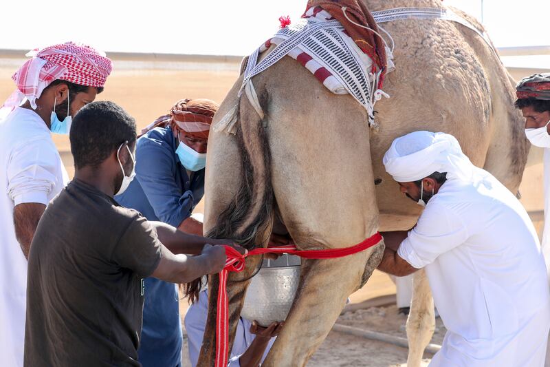 In the festival's milking camel contest, the camels are judged by the weight of the milk they produce.