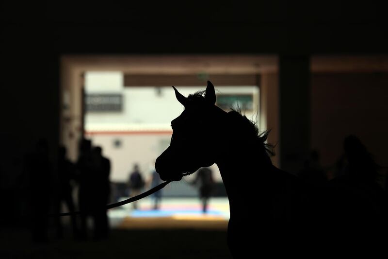 Dubai, United Arab Emirates - Reporter: Nick Webster. News. A horse before the 4-6 year old mares category at The Dubai International Arabian Horse Show at the World trade centre. Thursday, March 18th, 2021. Dubai. Chris Whiteoak / The National
