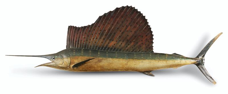 Lot 346: model of a sailfish. Photo: Dreweatts