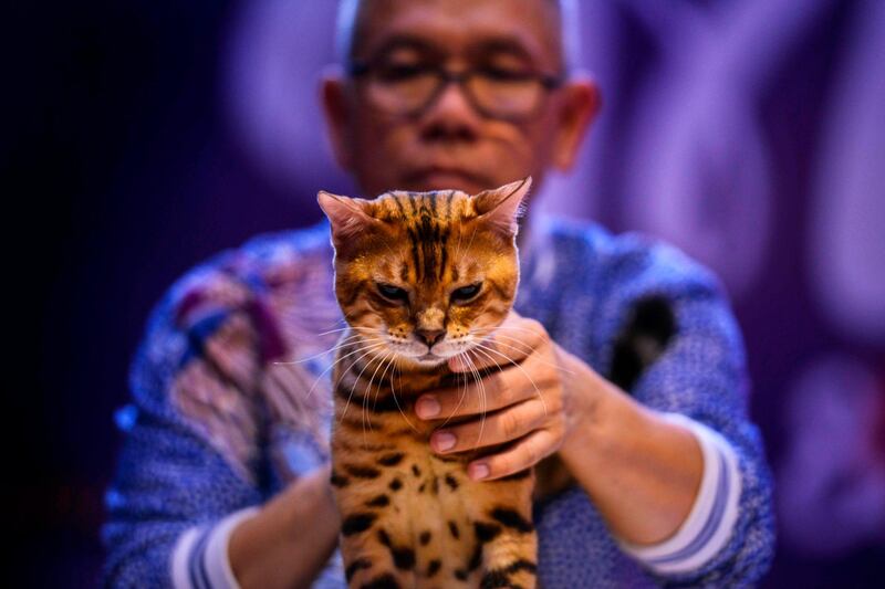 Indonesian's Okto Surely checks a cat during a cat festival in Banda Aceh, Aceh province. AFP